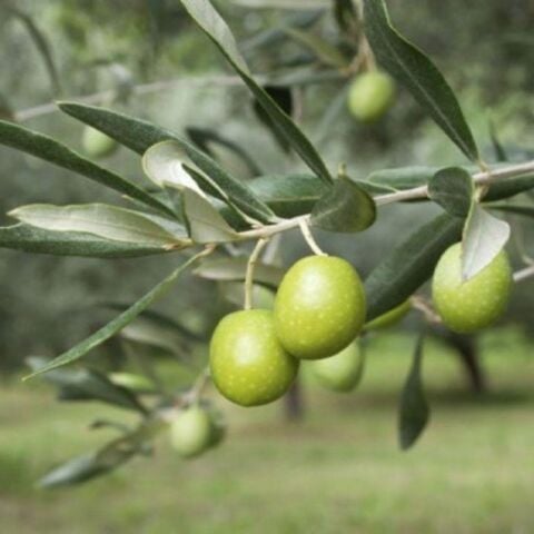 Her İklime Uygun Tüplü Manisa Saurani Zeytini Fidanı