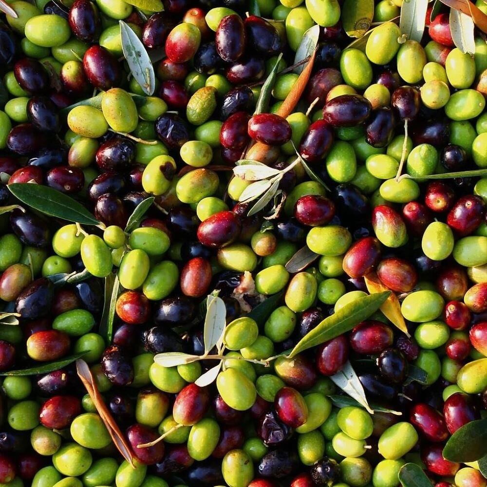 Her Bölgeye Uygun Tüplü Malatya Zeytini Fidanı Sıkımlık ve Sofralık