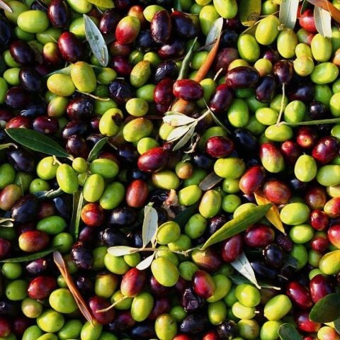 Her Bölgeye Uygun Tüplü Malatya Zeytini Fidanı Sıkımlık ve Sofralık