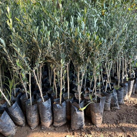 Her Bölgeye Uygun Tüplü Malatya Zeytini Fidanı Sıkımlık ve Sofralık