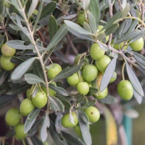 Her Bölgeye Uygun Sıkımlık ve Sofralık Tüplü Çanakkale Saurani Zeytini Fidanı