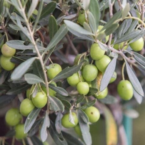 Her Bölgeye Uygun Sıkımlık ve Sofralık Tüplü Çanakkale Saurani Zeytini Fidanı