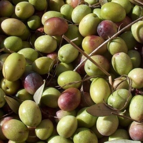 Yağlık ve Yemelik Tüplü Siirt Ayvalık Zeytini Fidanı