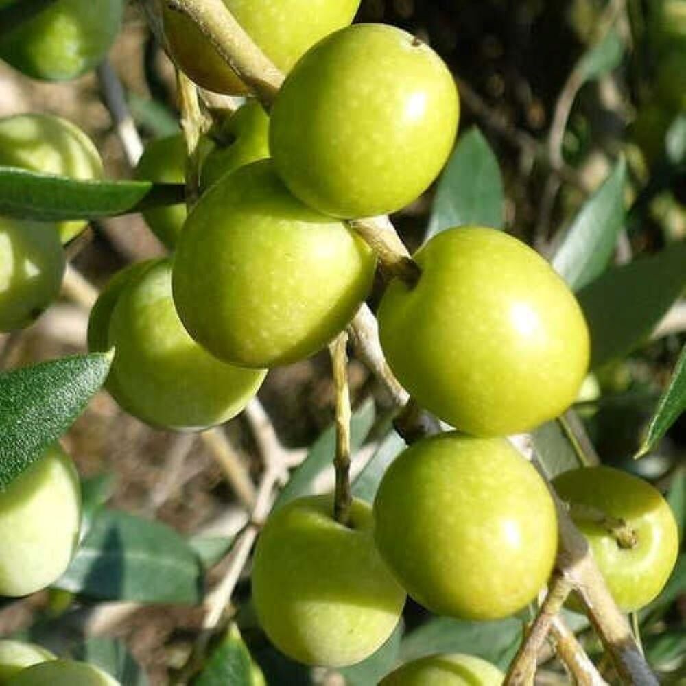 Tüplü Sofralık ve Sıkımlık Giresun Yağlık Zeytini Fidanı