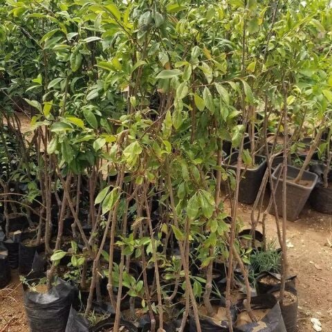 4 Yaş, Aşılı MÜRDÜM Uzun Erik Fidanı, Torbada