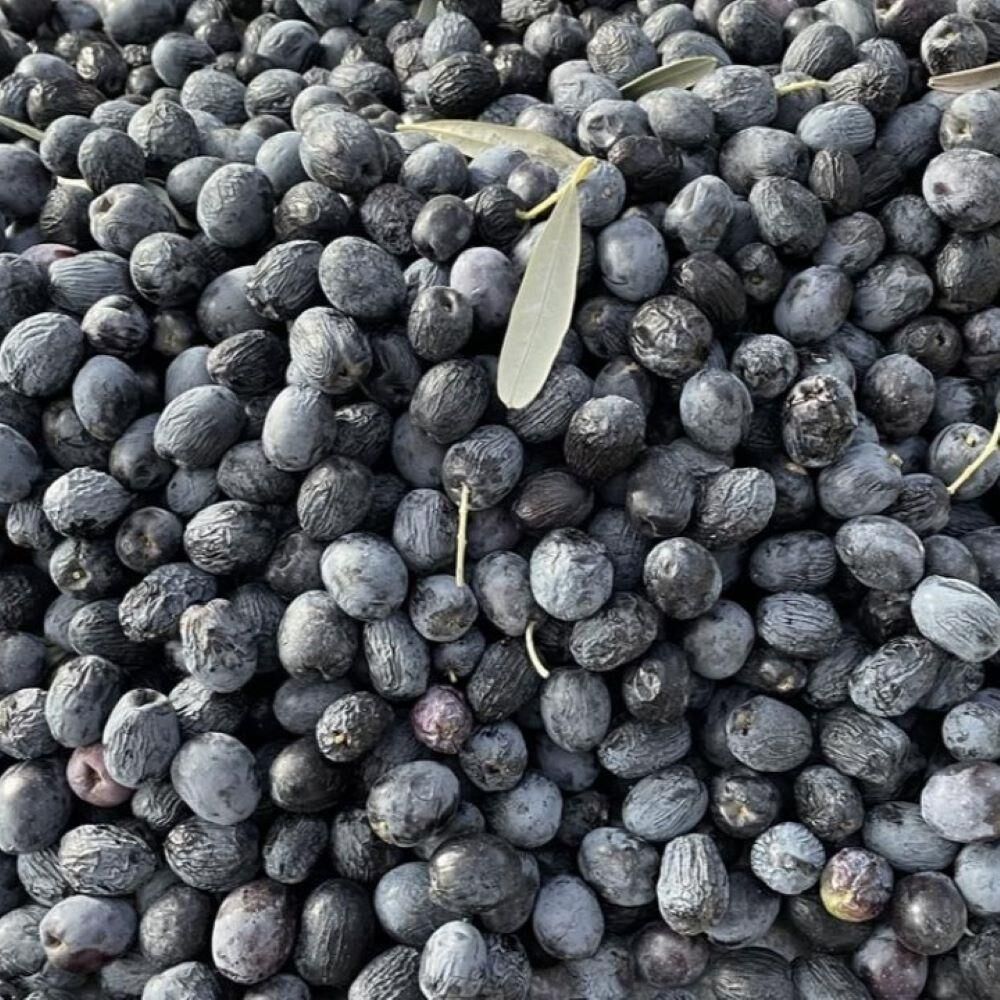 Sıkımlık ve Sofralık Tüplü Artvin Siyah Zeytini Fidanı