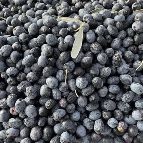 Sıkımlık ve Sofralık Tüplü Artvin Siyah Zeytini Fidanı