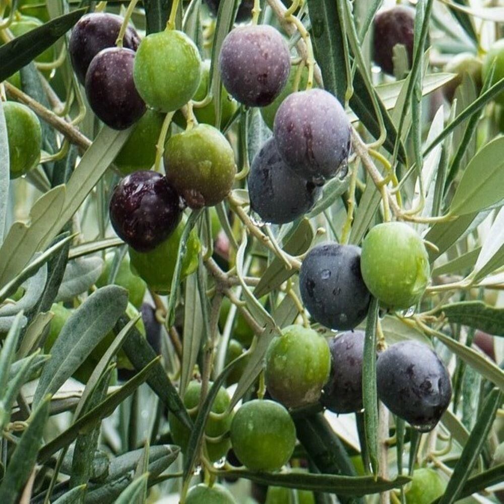Yüksek Verimli Yağlık ve Yemelik Tüplü Bursa Zeytinasi Zeytini Fidanı