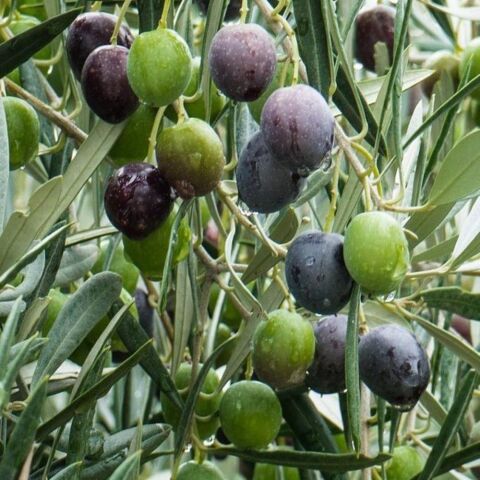 Yüksek Verimli Yağlık ve Yemelik Tüplü Bursa Zeytinasi Zeytini Fidanı