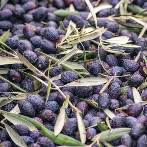 İri Meyveli Tüplü Yağlık ve Sofralık Mardin Sele Zeytini Fidanının