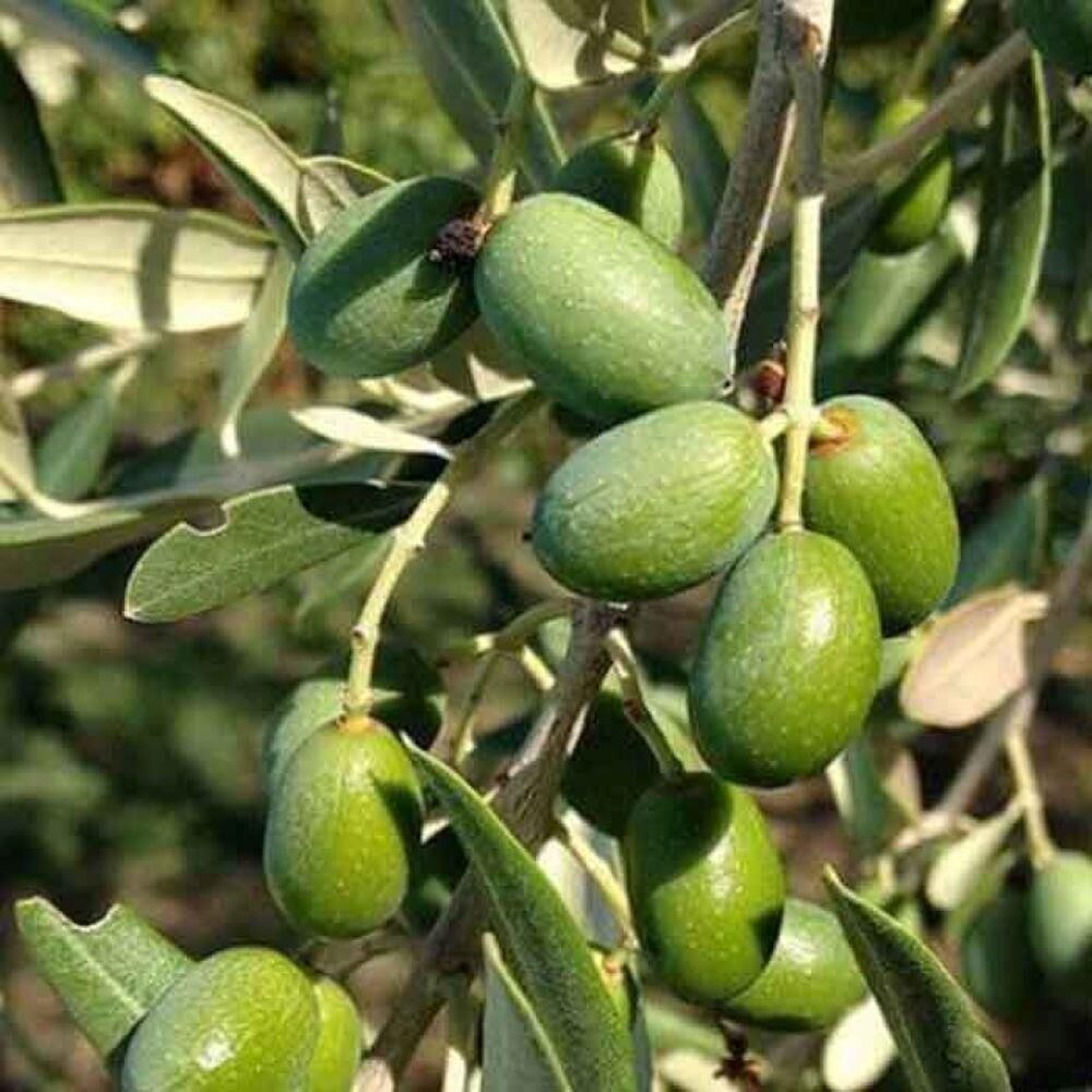 Her Bölgeye Uygun Tüplü Sofralık ve Sıkımlık Amasya Zeytini Fidanı