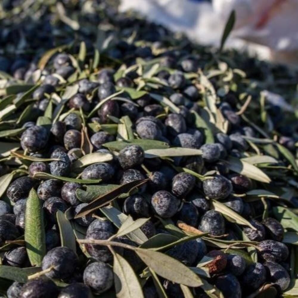 Tüplü Yağlık ve Yemelik Elazığ Zeytini Fidanı