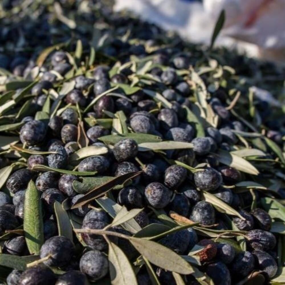 Tüplü Yağlık ve Yemelik Elazığ Zeytini Fidanı