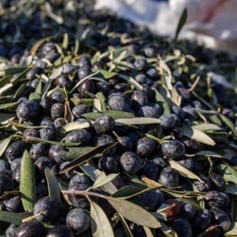 Tüplü Yağlık ve Yemelik Elazığ Zeytini Fidanı