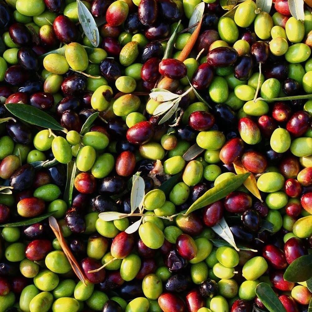 Tüm İklimlere Uygun Bol Meyveli Tüplü Ordu Zeytini Fidanı