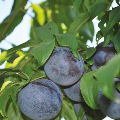 4 Yaş, Aşılı PİONEER Erik Fidanı, Torbada