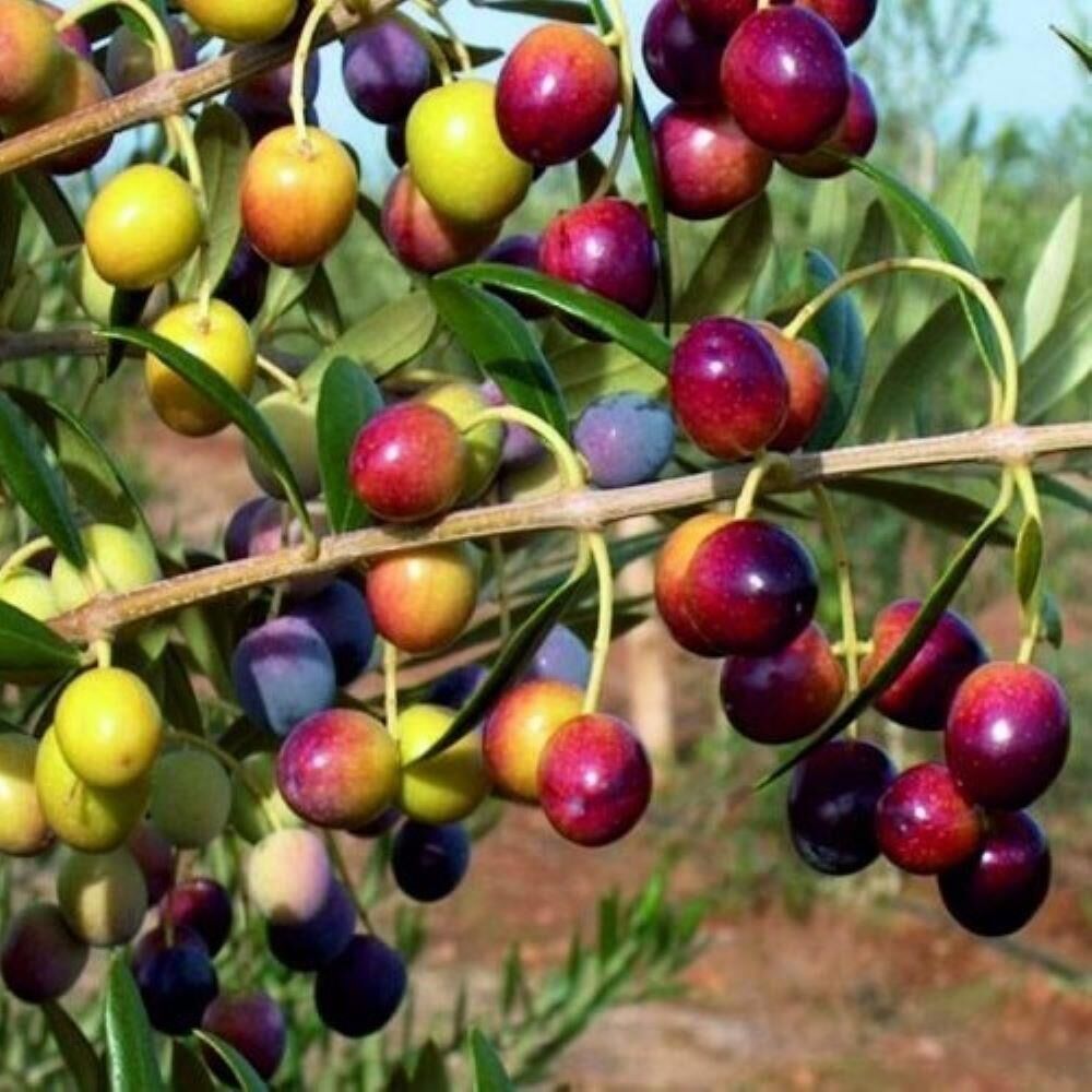 Yüksek Verimli Sofralık ve Sıkımlık Tüplü Yalova Zeytini Fidanı