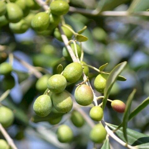 Özel Üretim Sofralık ve Sıkımlık Tüplü İspanya - Manzanilla Zeytini Fidanı