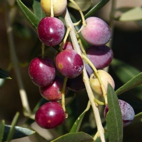 Tüplü Sınırlı Sayıda Kalamata Zeytini (Yunan Menşei) Fidanı