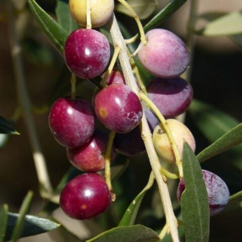 Tüplü Sınırlı Sayıda Kalamata Zeytini (Yunan Menşei) Fidanı