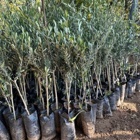 Tüplü Sınırlı Sayıda Kalamata Zeytini (Yunan Menşei) Fidanı