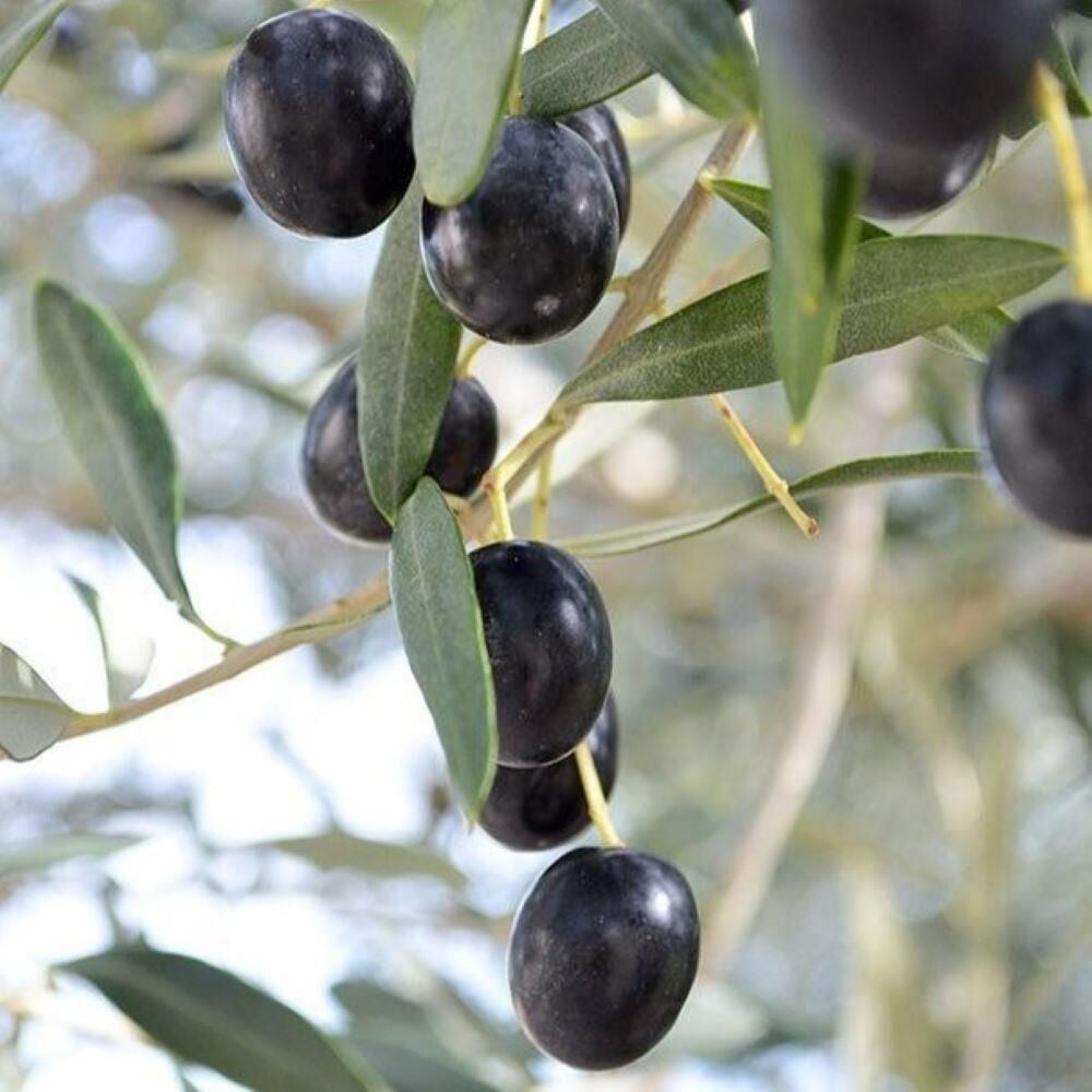 Özel Stok Tüplü Leccino Zeytini (İtalya Menşei) Fidanı