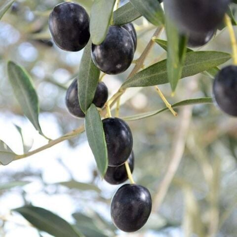 Özel Stok Tüplü Leccino Zeytini (İtalya Menşei) Fidanı