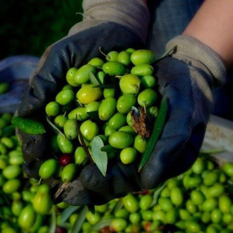 Tüplü Sınırlı Üretim Picholine Zeytini (Fransa Menşei) Fidanı