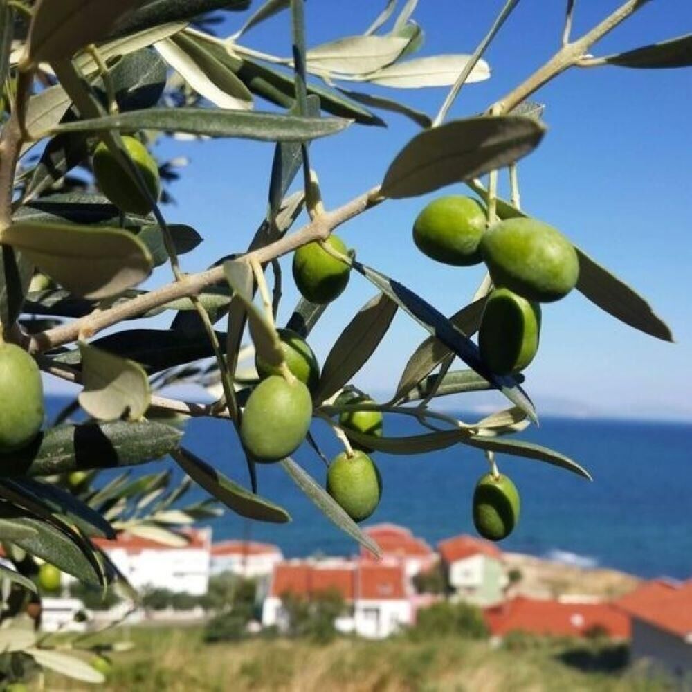 Sınırlı Stok Tüplü Tunus Menşei Chemlali Zeytini Fidanı