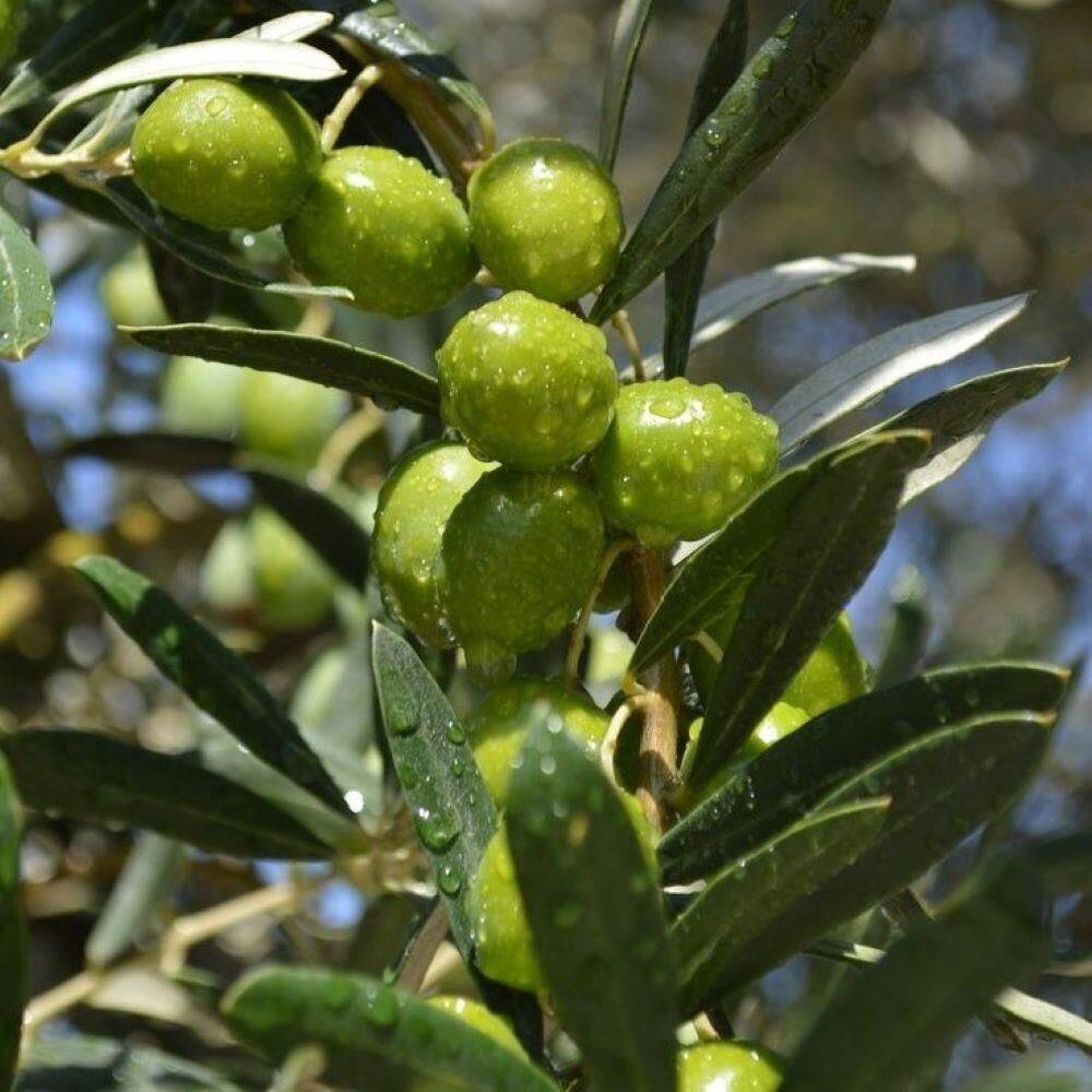 Sofralık ve Sıkımlık Tüplü Portekiz Menşei – Galega Zeytini Fidanı