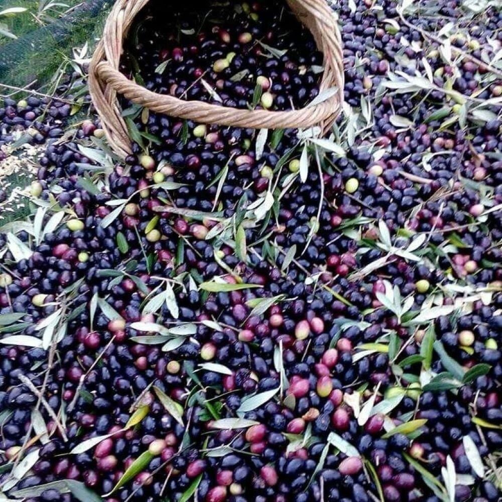 Tüplü Yağlık ve Sofralık Suriye Menşei – Baladi Zeytini Fidanı