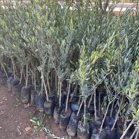 Tüplü Yağlık ve Sofralık Suriye Menşei – Baladi Zeytini Fidanı