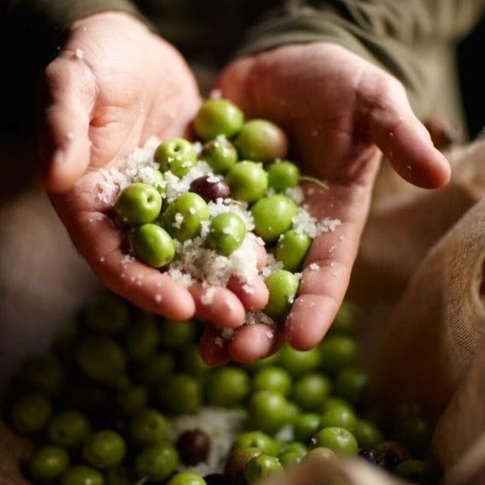 Tüplü California Manzanillo Zeytini (ABD Menşeli) Fidanı (Sofralık ve Yağlık)