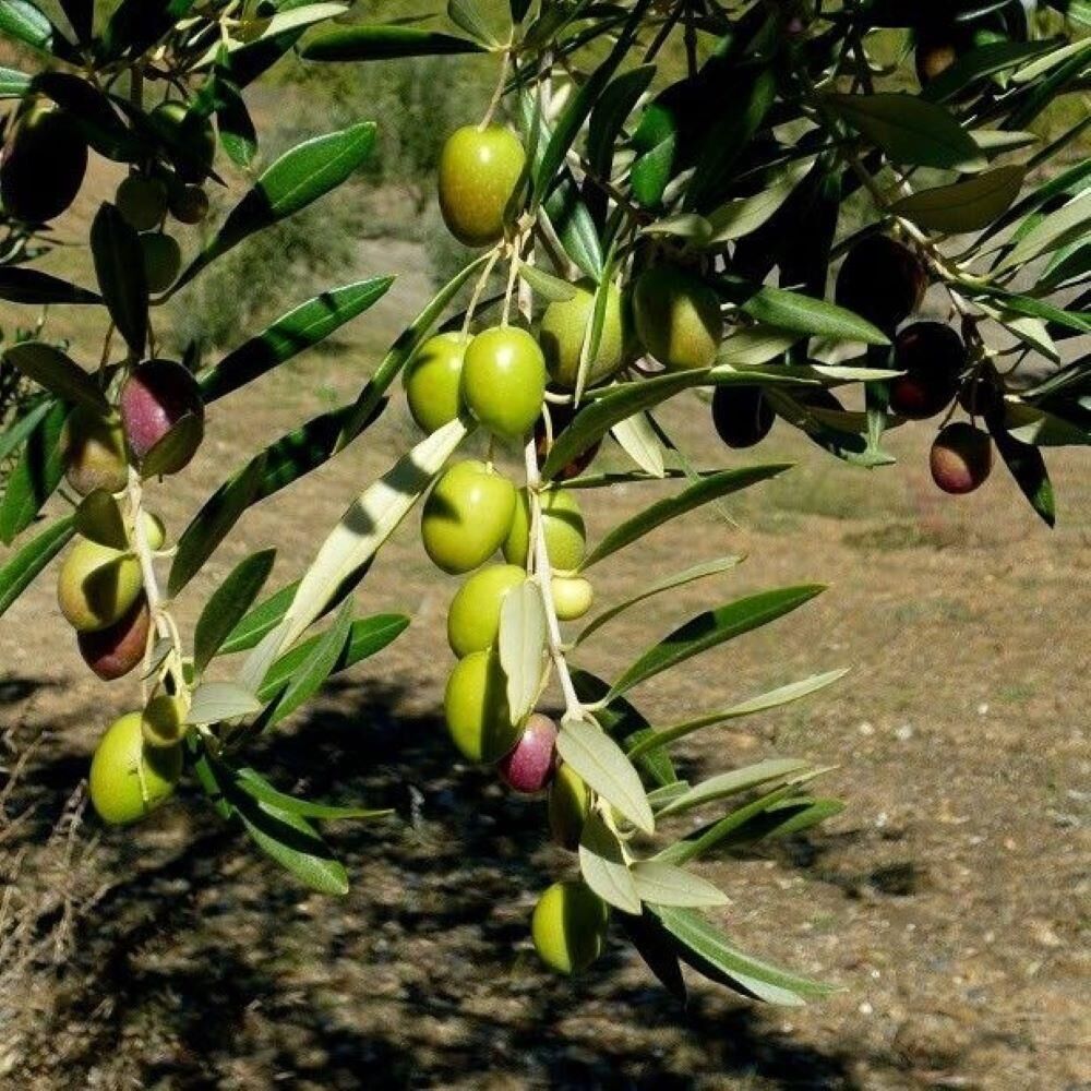 Tüplü Sınırlı Üretim Fas - Picholine Marocaine Zeytini Fidanı