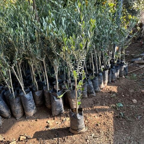Tüplü Sınırlı Üretim Fas - Picholine Marocaine Zeytini Fidanı