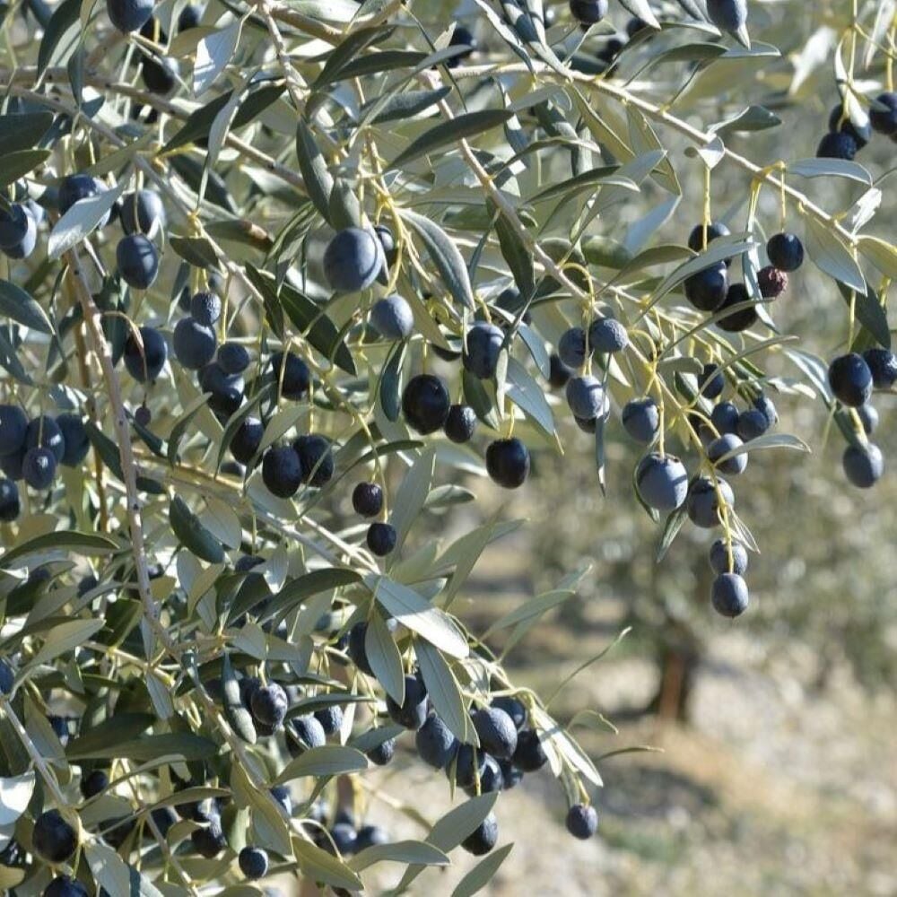İthal Tüplü Yabancı Menşei Avustralya–Ligurian Zeytini Fidanı