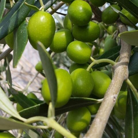 Özel Üretim Tüplü Şili Menşei - Frantoio Zeytini Fidanı