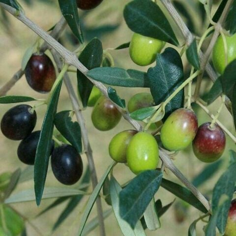 Sınırlı Sayıda Tüplü İthal Yeni Zelanda Menşei- Leccino Zeytini Fidanının