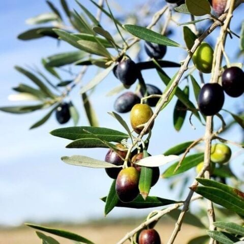 Tüplü Özel Üretim Geleneksel Lübnan – Souri Zeytini Fidanı