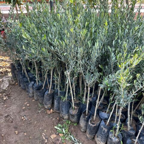 Tüplü Özel Üretim Geleneksel Lübnan – Souri Zeytini Fidanı