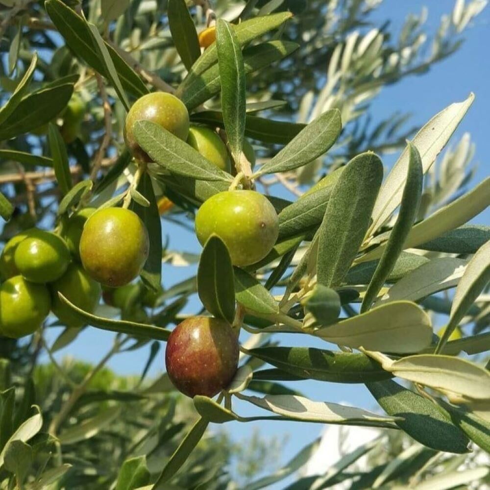 Yağlık ve Sofralık Sınırlı Sayıda Tüplü Barnea Zeytini (İsrail) Fidanı