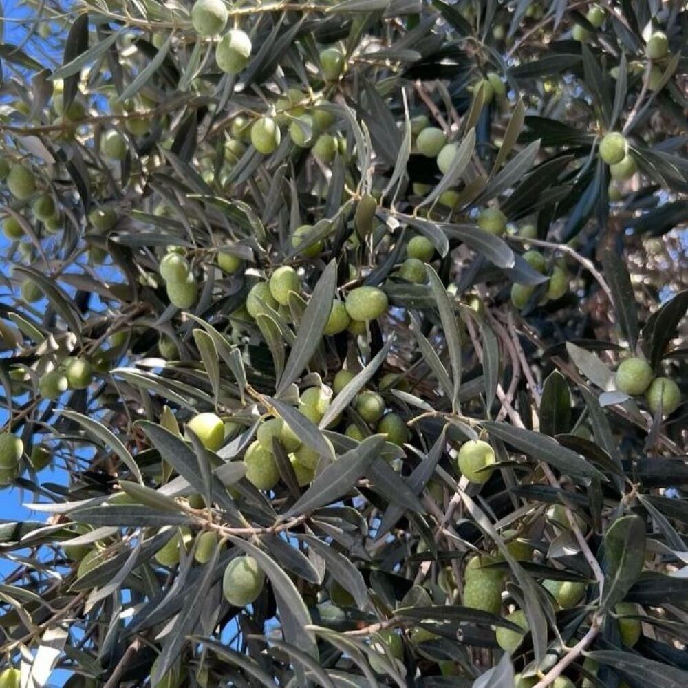 Sınırlı Üretim Tüplü Sırbistan - Picholine Zeytini Fidanı