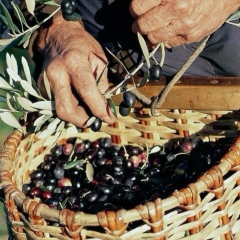Tüplü İthal İran Menşei Shangi Zeytini Fidanının