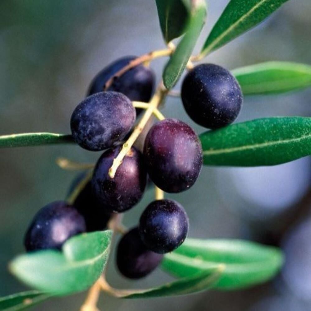 Sınırlı Stok Tüplü Arjantin Menşei- Arauco Zeytini Fidanı