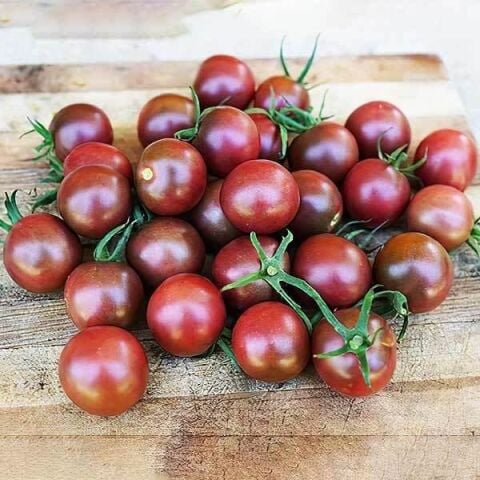 5 Adet Siyah Sırık Kokteyl Mirra F1 Domates Fidesi