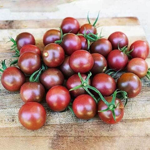 5 Adet Siyah Sırık Kokteyl Mirra F1 Domates Fidesi