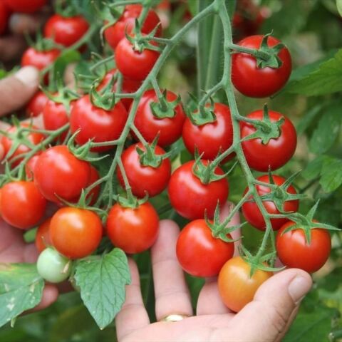5 Adet Klasik Çeri Kiraz Domates Fidesi
