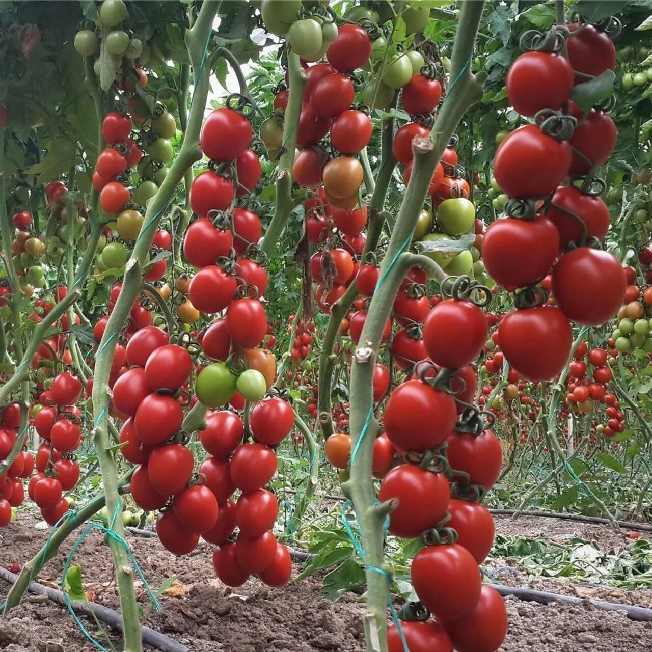 Bol Verimli 5 Adet Salkım Domates Fidesi