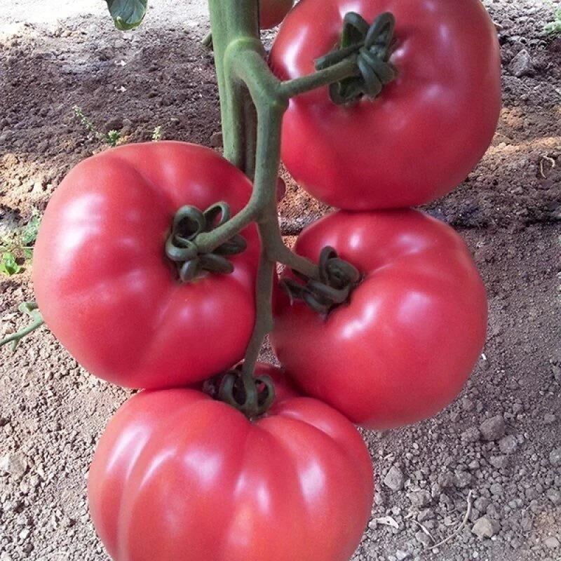 Çok Verimli 5 Adet Gülpembe Köy Domates Fidesi