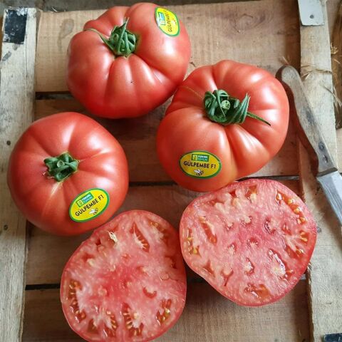 Çok Verimli 5 Adet Gülpembe Köy Domates Fidesi